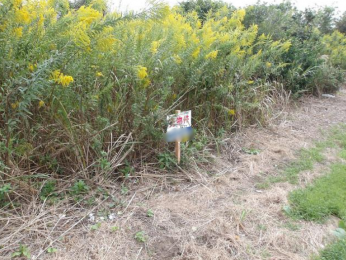 ���n�y�n�ʐ^