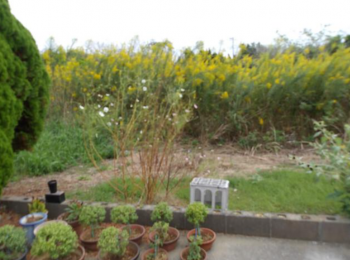 ���n�y�n�ʐ^