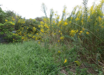 ���n�y�n�ʐ^