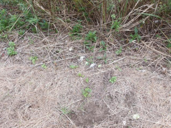 ���n�y�n�ʐ^