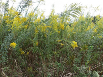 ���n�y�n�ʐ^