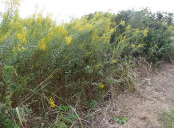 ���n�y�n�ʐ^