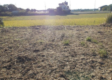 ���n�y�n�ʐ^