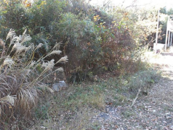 ���n�y�n�ʐ^