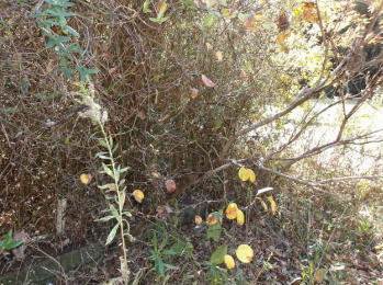 ���n�y�n�ʐ^