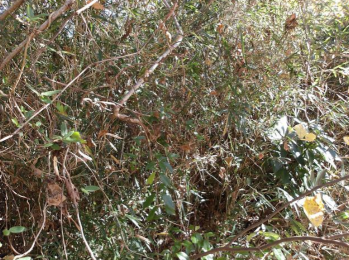 ���n�y�n�ʐ^