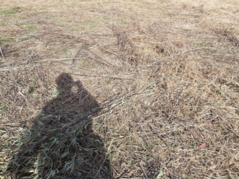 ���n�y�n�ʐ^