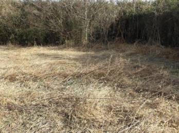 ���n�y�n�ʐ^