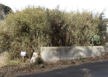 ���n�y�n�ʐ^