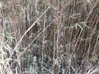 ���n�y�n�ʐ^